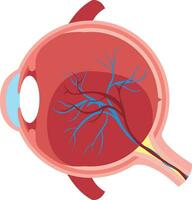 Humain œil structure pour formation médecins et chirurgiens isolé sur blanc Contexte vecteur