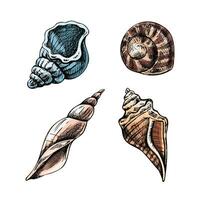 coquillages, ammonite Couleur vecteur ensemble. main tiré esquisser illustration. collection de réaliste croquis de divers mollusques mer coquilles de divers formes isolé sur blanc Contexte.