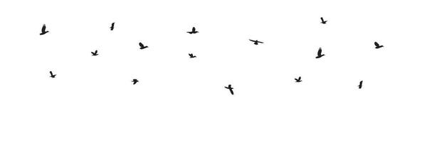 silhouette en volant des oiseaux dans ciel. vecteur illustration.