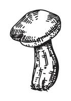 contour clipart de comestible champignon. griffonnages de l'automne forêt récolte. main tiré vecteur illustration isolé sur blanc Contexte.