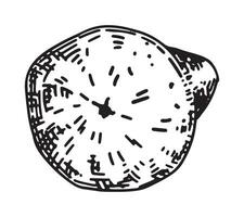 contour clipart de poire fruit. griffonnage de l'automne jardin récolte. main tiré vecteur illustration isolé sur blanc Contexte.