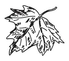 contour clipart de érable feuille. griffonnage de l'automne botanique attribut. main tiré vecteur illustration isolé sur blanc Contexte.