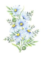 bouquet de marguerites, vecteur aquarelle illustration. camomille floral arrangement de jardin Marguerite fleurs, pétales, feuilles et bourgeons