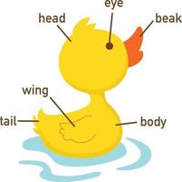 illustration de la partie du vocabulaire du canard de body.vector vecteur