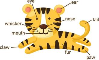 illustration de la partie du vocabulaire du tigre de body.vector vecteur