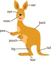 illustration de la partie du vocabulaire kangourou de body.vector vecteur