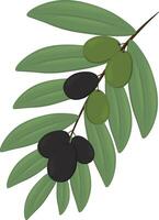 olive branche avec feuilles et noir et vert Olives vecteur illustration