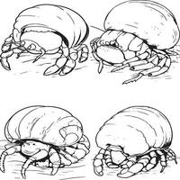 une mignonne ermite Crabe furtivement en dehors de ses coquille vecteur