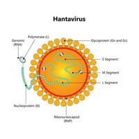 hantavirus avec le protecteur médical masque. hantavirus urgence concept. hantavirus, hps virus infection pulmonaire syndrome hps. le déclenchement continue à propager à l'extérieur Chine. chinois drapeau vecteur