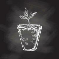 dessiné à la main esquisser de plante dans biodégradable tourbe mousse pot sur tableau noir Contexte. éco concept. griffonnage vecteur contour griffonnage icône.