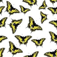 illustration vectorielle de papillon transparente motif fond vecteur