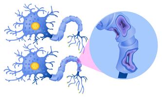 Un ensemble de cellules nerveuses humaines vecteur