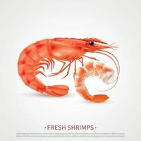 illustration vectorielle de publicité réaliste de crevettes de fruits de mer vecteur