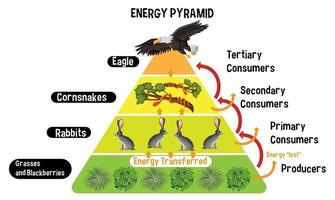 diagramme montrant la pyramide énergétique pour l & # 39; éducation vecteur