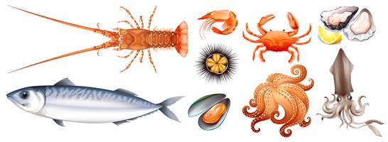 Différents types de fruits de mer vecteur