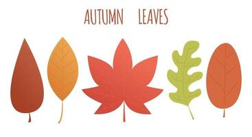 ensemble de feuilles d'automne de différentes couleurs. illustration vectorielle à plat. vecteur