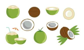 noix de coco fruit et noix de coco éléments vecteur illustration