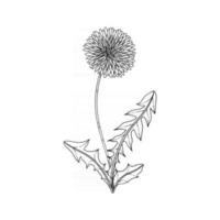 illustration florale de pissenlit dessiné à la main. vecteur
