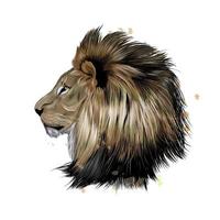 portrait de tête de lion à partir d'une touche d'aquarelle, dessin coloré, réaliste. illustration vectorielle de peintures vecteur