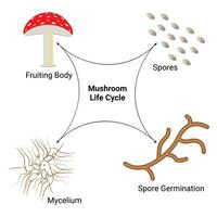 champignon la vie cycle science conception vecteur illustration