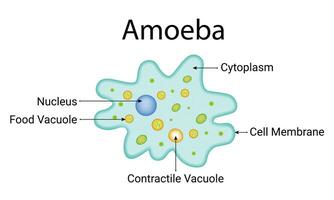 amibe conception vecteur illustration