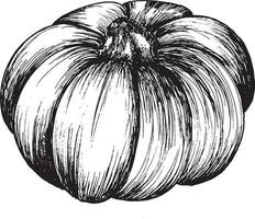 vecteur graphique noir et blanc dessin de citrouille, main tiré citrouille, automne, Halloween vacances