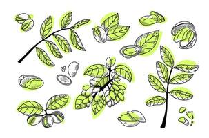 ligne pistaches ensemble avec points. vecteur illustration dans main dessin style. en bonne santé nourriture ingrédient pour végétarien régime. botanique collection de noix, coquille de noix, feuilles, peler, branches, graine. gourmet casse-croûte