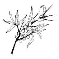 noir et blanc graphique mer nerprun branche avec feuilles et baies main tiré vecteur illustration pour Naturel produits de beauté, shampooing avec hippophaes, à base de plantes thé ou biologique pétrole