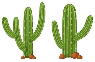 Deux plantes de cactus sur fond blanc vecteur