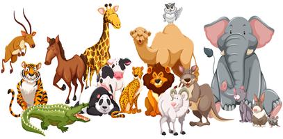 Différents types d&#39;animaux sauvages