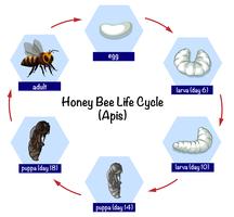 Cycle de vie des abeilles vecteur
