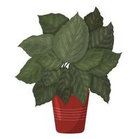 calathea ornata. une belle image d'une plante d'intérieur. vecteur