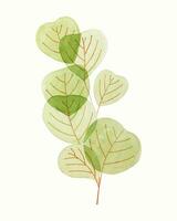 feuilles branche vert aquarelle main dessiné, isolé, blanc Contexte. vecteur