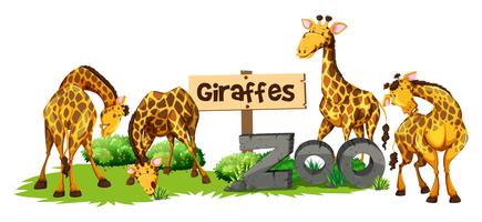 Quatre girafes au zoo vecteur