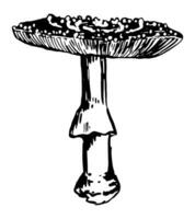 poison champignon amanite muscaria. mouche agaric, champignon dans gravure style. Célibataire rétro clipart isolé sur blanche. main tiré vecteur esquisser illustration.