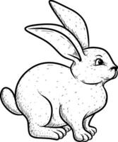 illustration lapin animal isolé sur blanc vecteur