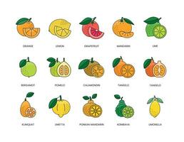 agrumes des fruits nourriture allergènes, illustration ensemble dans Couleur vecteur, citron et orange, pamplemousse et mandarin, citron vert et bergamote, pomélo et calamondin, tangelo et kumquat, ponkan et limette, kombava vecteur