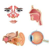 interne Humain organes. anatomique les pièces de le Humain corps, cerveau, estomac, nez, oreille. dessin animé urinaire système, thyroïde glande. vecteur ensemble de organes.