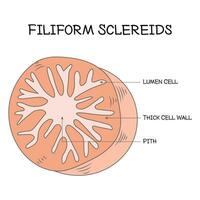 filiforme scléréides science conception vecteur illustration