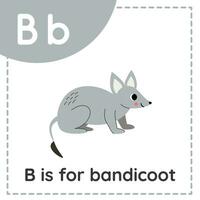 apprentissage Anglais alphabet pour enfants. lettre b. mignonne dessin animé bandicoot. vecteur