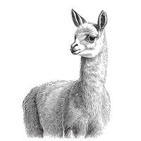 lama portrait esquisser main tiré dans griffonnage style vecteur illustration