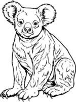 réaliste coala vecteur illustration