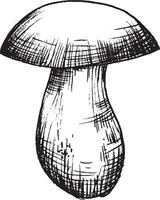 vecteur dessin de noir et blanc graphique champignon, main tiré forêt champignon, médicinal usine, la magie, toxique champignon