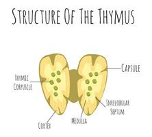 thymus Humain organe et glande anatomie avec poumons et thyroïde dans une 3d illustration style. vecteur