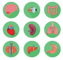 organe interne de l'anatomie humaine avec cerveau, poumons, intestin, cœur, rein, pancréas, rate, foie et estomac. illustration vectorielle isolée vecteur