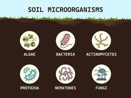 sol la biologie. sol microorganismes bactéries, champignons, algues, protozoaires, les nématodes, actinomycètes. microbiologie. vecteur plat illustration