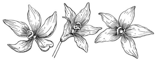 vanille fleurs ensemble. main tiré vecteur illustration de orchidée les plantes sur isolé Contexte. dessin de à base de plantes ingrédient pour cuisson. floral paquet dans ligne art style peint par noir encres