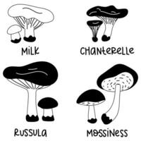 ensemble de profilé comestible champignons avec des noms. vecteur des illustrations de comestible champignons de le l'automne forêt, russule, mousse, lait, chanterelle,. le forêt les contrastes avec champignons. noir contour