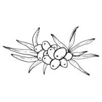 vecteur mer nerprun baies avec feuilles main tiré noir et blanc Facile illustration pour Naturel biologique produits de beauté avec hippophae.