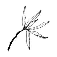 vecteur olive arbre branche avec feuilles esquisser illustration. noir et blanc encre dessin de mer nerprun plante